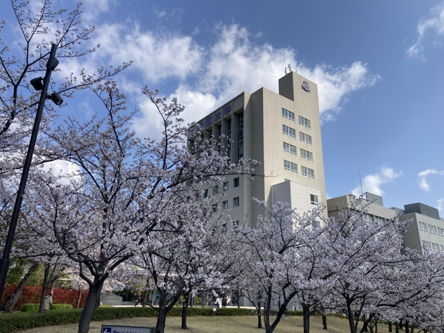 関西大学ではキャンパスに多くの桜が植えられていました